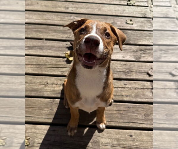 Medium Photo #7 Mutt Puppy For Sale in Minneapolis, MN, USA