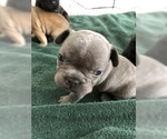 Small Photo #3 French Bulldog Puppy For Sale in CO SPGS, CO, USA