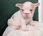Small Photo #19 French Bulldog Puppy For Sale in GOSHEN, IN, USA
