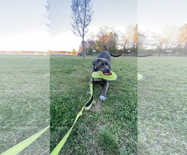 Medium Photo #4 American Pit Bull Terrier-Labrador Retriever Mix Puppy For Sale in Holly Springs, NC, USA