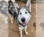 Small Akita-Alaskan Malamute Mix