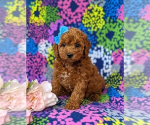 Cock-A-Poo Puppy for sale in NEW PROVIDENCE, PA, USA