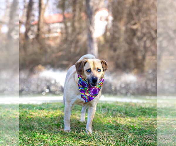 Medium Photo #4 Catahoula Leopard Dog-Unknown Mix Puppy For Sale in Unionville, PA, USA