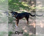 Small Photo #1 Australian Kelpie-Huskies  Mix Puppy For Sale in Mountain View, AR, USA