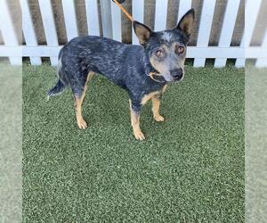 Mutt Dogs for adoption in Modesto, CA, USA