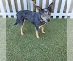 *SMOKEY - Female Mutt Dog for Adoption - Small photo