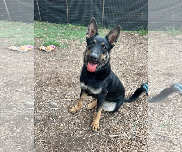 Medium Photo #1 German Shepherd Dog Puppy For Sale in Rustburg, VA, USA