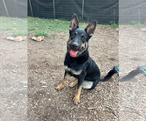 German Shepherd Dog Dogs for adoption in Rustburg, VA, USA