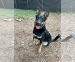 Baby Bear: at shelter - Male German Shepherd Dog Dog for Adoption - Small photo