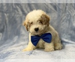 Hercules - Male Bichpoo Puppy for Sale - Photo #5