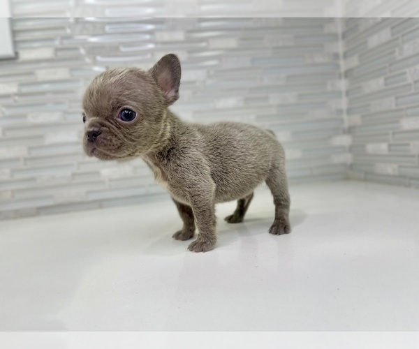 Medium Photo #7 French Bulldog Puppy For Sale in EASTVALE, CA, USA