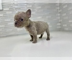 Small Photo #33 French Bulldog Puppy For Sale in EASTVALE, CA, USA