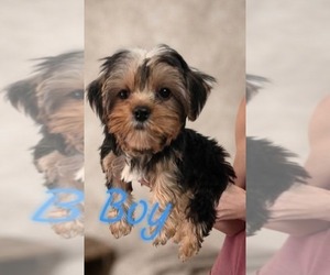 Yorkshire Terrier Puppy for Sale in EIGHT MILE, Alabama USA