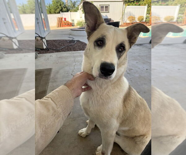 Medium Photo #2 Great Pyrenees-Unknown Mix Puppy For Sale in Dana Point, CA, USA