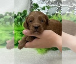 Small Photo #1 Cavapoo Puppy For Sale in BULLARD, TX, USA