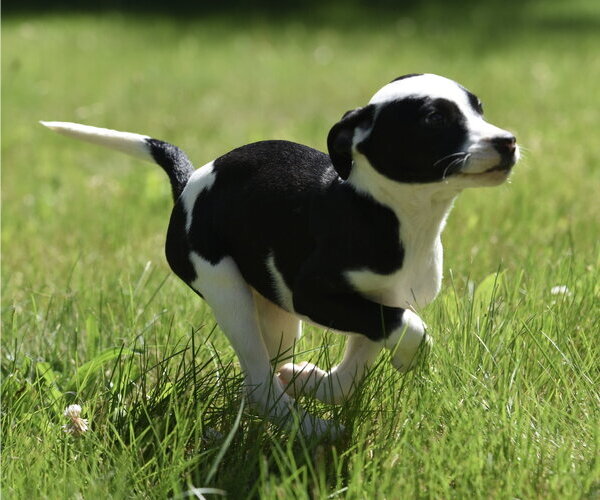 Medium Photo #6 Shepradors Puppy For Sale in Mechanicsburg, PA, USA