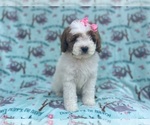 Small #7 Cavapoo
