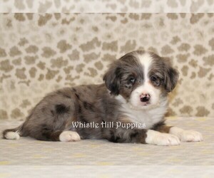 Miniature Bernedoodle Puppy for sale in DENVER, PA, USA