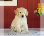 Small Photo #4 Golden Retriever Puppy For Sale in MANHEIM, PA, USA