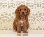 Small #2 Cavapoo