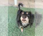 Small #4 Dachshund-Spaniel Mix
