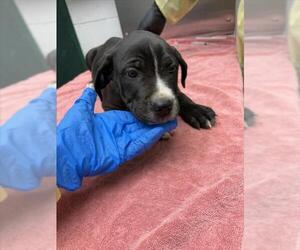 Mutt Dogs for adoption in Woodland, CA, USA