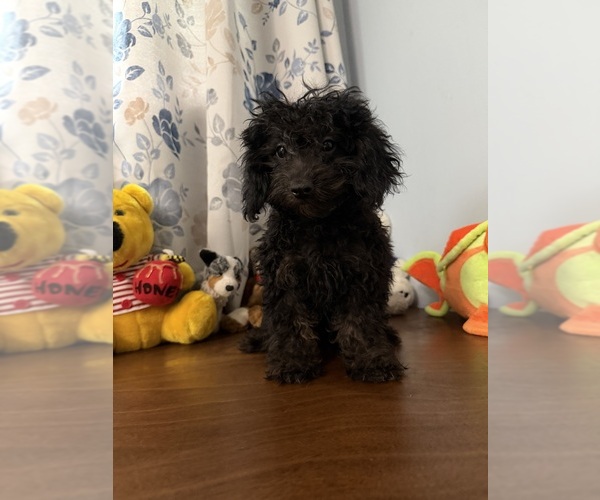 Medium Photo #2 Yorkipoo Puppy For Sale in DURHAM, CT, USA