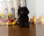 Yorkipoo puppie - Male Yorkipoo Puppy for Sale - Photo #2