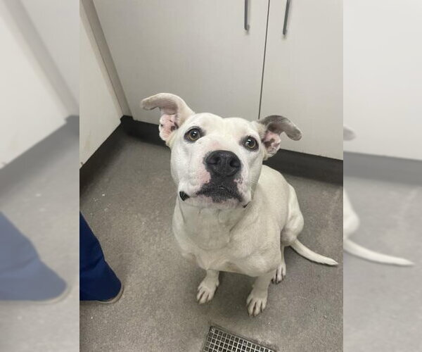 Medium Photo #1 Mutt Puppy For Sale in HESPERIA, CA, USA