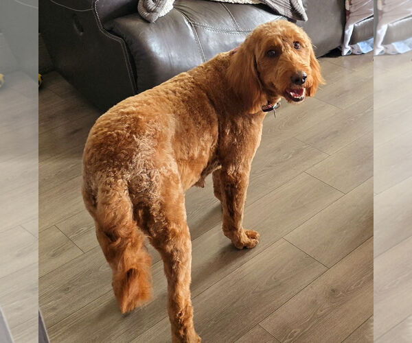 Medium Photo #3 Goldendoodle Puppy For Sale in St. Louis Park, MN, USA
