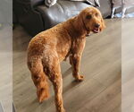 Small #2 Goldendoodle