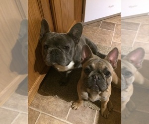 Father of the French Bulldog puppies born on 06/10/2019