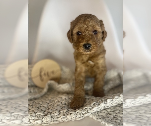 Medium Photo #5 Goldendoodle (Miniature) Puppy For Sale in JENKS, OK, USA