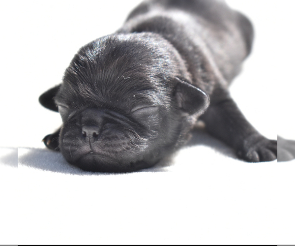 Medium Photo #1 Pug Puppy For Sale in PALM COAST, FL, USA