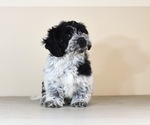 Small Photo #18 Cock-A-Tzu Puppy For Sale in SAN DIEGO, CA, USA