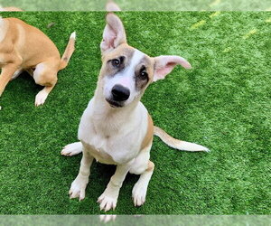 Anatolian Shepherd-Unknown Mix Dogs for adoption in Moreno Valley, CA, USA