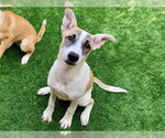 Small Anatolian Shepherd Mix