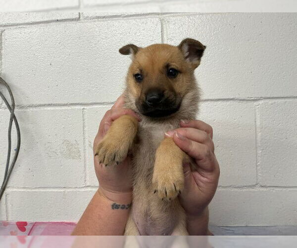 Medium Photo #2 German Shepherd Dog Puppy For Sale in San Bernardino, CA, USA