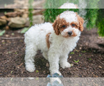 Puppy Kassie Poodle (Miniature)