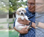 Small #3 Golden Retriever