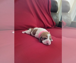 Basset Hound Puppy for sale in SCIPIO, IN, USA