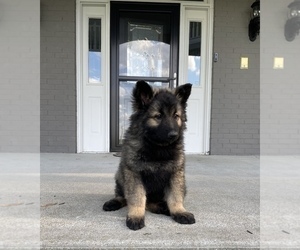 Keeshond Puppy for Sale in FRANKLIN, Indiana USA