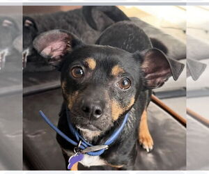 Petey - Male Chipin Dog for Adoption - Photo #2