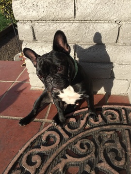 Medium Photo #1 French Bulldog Puppy For Sale in DEL REY OAKS, CA, USA