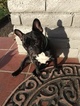 Small Photo #1 French Bulldog Puppy For Sale in DEL REY OAKS, CA, USA