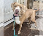 Small #4 American Pit Bull Terrier-Golden Retriever Mix
