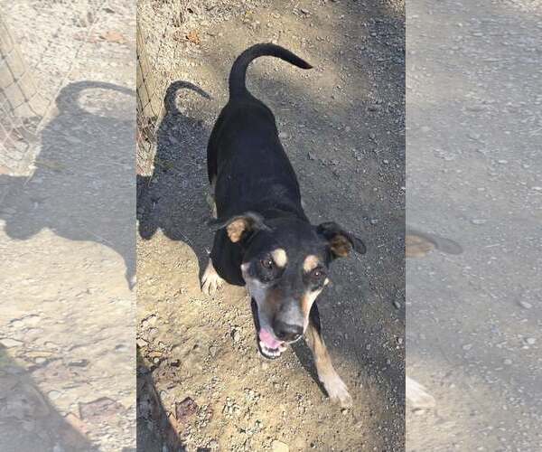 Medium Photo #3 Beagleman Puppy For Sale in Woodsfield, OH, USA