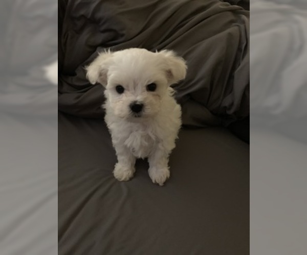 Medium Photo #2 Maltese Puppy For Sale in LEXINGTON, KY, USA