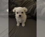 Small Photo #2 Maltese Puppy For Sale in LEXINGTON, KY, USA