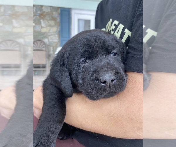 Medium Photo #8 Labrador Retriever Puppy For Sale in NEW HOLLAND, PA, USA